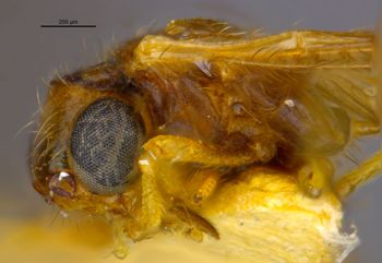 Media type: image;   Entomology 22390 Aspect: head lateral view